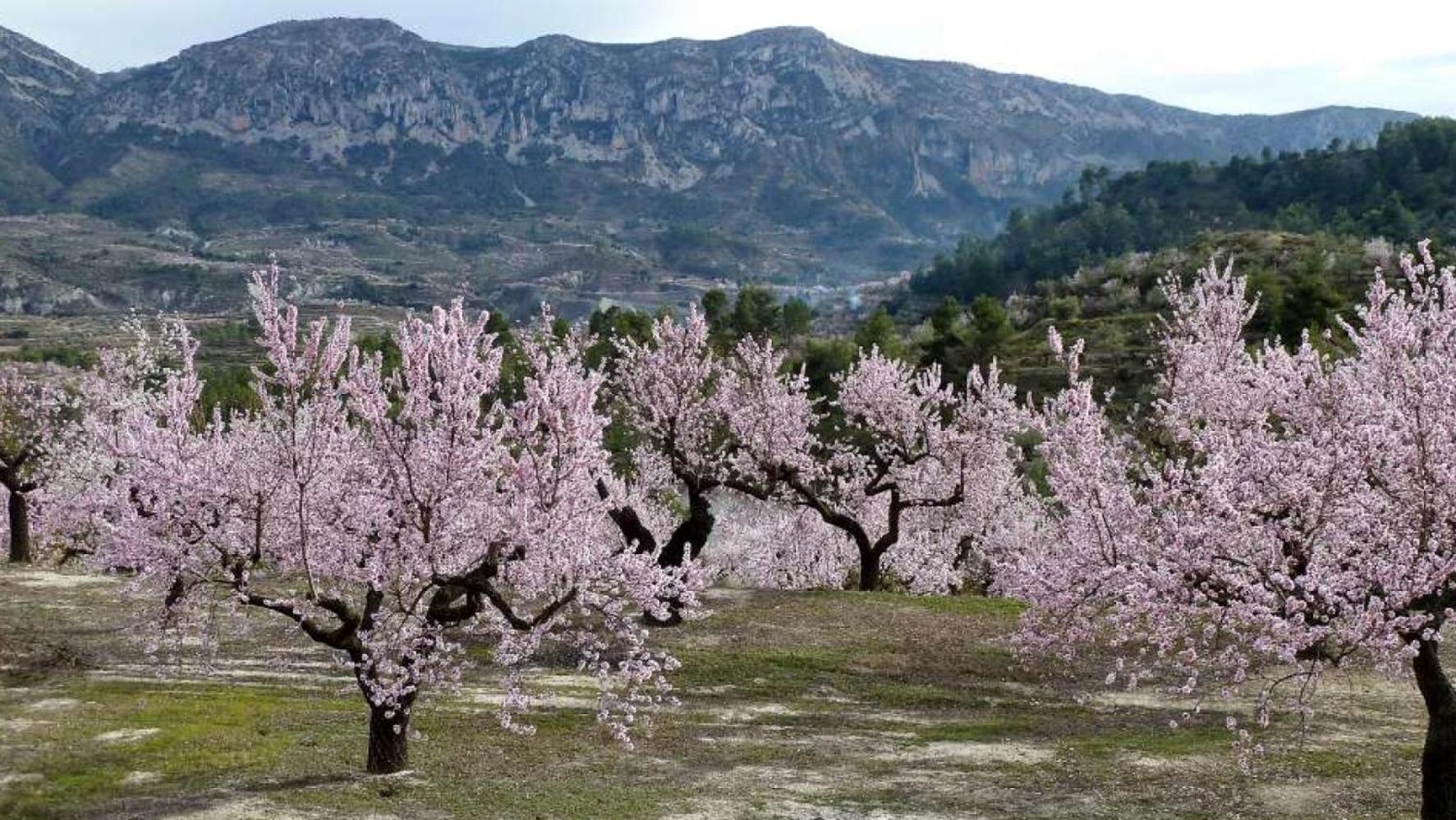 Apartamento Calaceite Torrox Kültér fotó